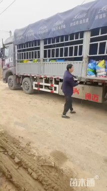 高度30厘米姬小菊