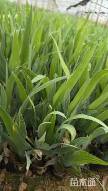 高度30厘米鸢尾