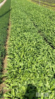 高度25厘米玉簪