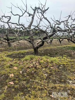 20公分龙爪柿子树