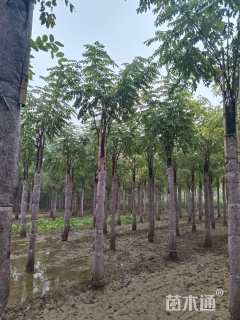 17公分嫁接香花槐