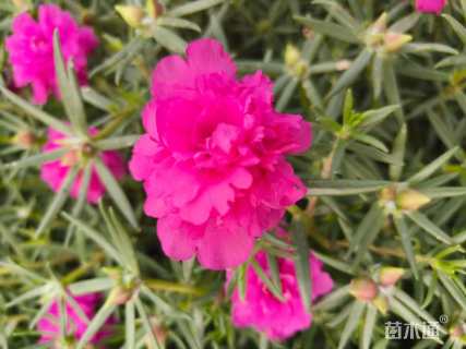 高度10厘米半枝莲