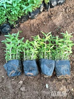 高度20厘米千屈菜【价格/图片/规格】仅供参考 ➡详情📞