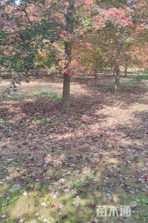 19公分美国红枫