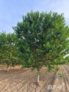 17公分白花山碧桃