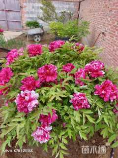 高度100厘米牡丹