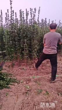 高度150厘米北海道黄杨