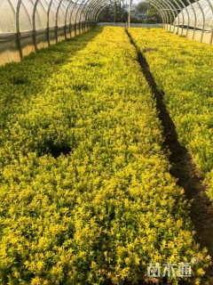 高度15厘米金叶满天星