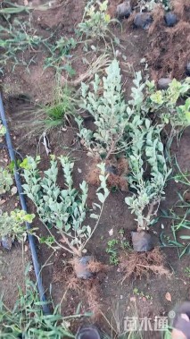 高度50厘米冬红卫矛