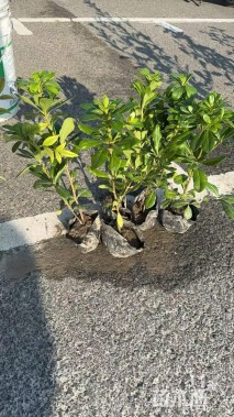 高度30厘米海桐小苗