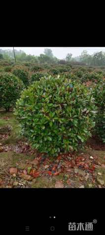 冠幅100厘米红叶石楠球