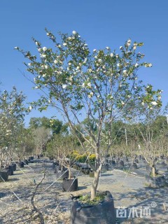 高度200厘米茶梅