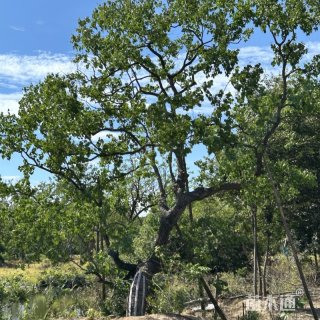 25公分移植乌桕树25公分