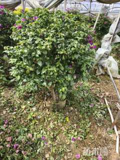 冠幅70厘米三角梅球