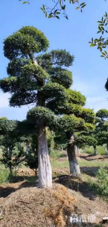 42公分造型榆树