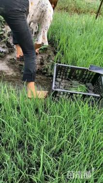 高度20厘米马莲