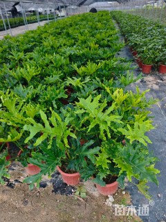 高度40厘米春羽