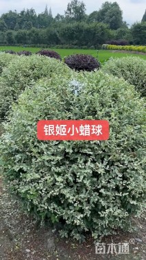 高度100厘米银姬小蜡