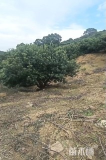 30公分(4杆)丛生杨梅