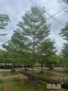 14公分小叶榄仁