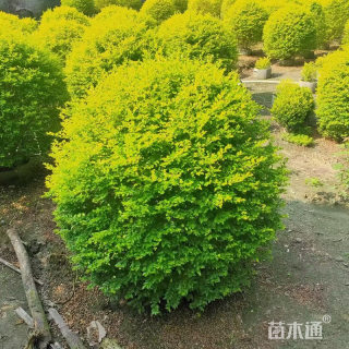 冠幅80厘米亮晶女贞球