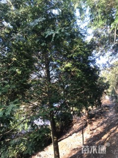 25公分南方红豆杉