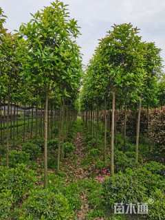 30厘米法国冬青