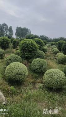 冠幅150厘米银姬小蜡球