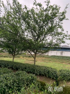 10公分垂丝海棠