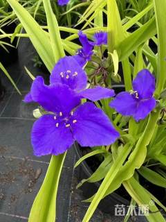 高度40厘米紫露草