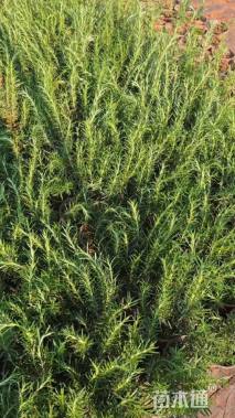 高度30厘米迷迭香