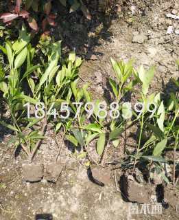 高度50厘米法国冬青