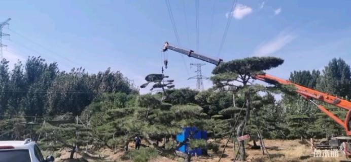 15公分造型树桩盆景-->造型油松