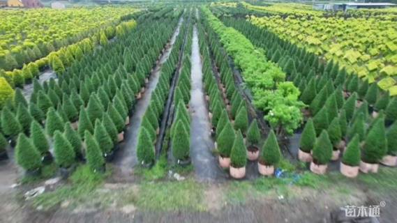 高度80厘米川滇蜡树