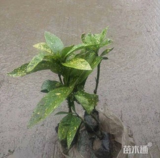 高度30厘米洒金珊瑚小苗