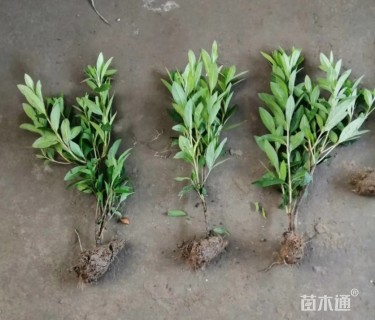 高度30厘米毛鹃