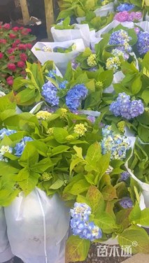 高度60厘米八仙花