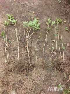 高度30厘米红王子锦带