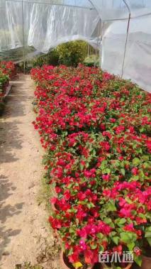 高度30厘米三角梅