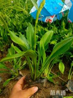 高度10厘米紫花玉簪