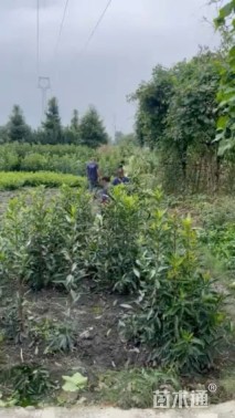 高度40厘米法国冬青