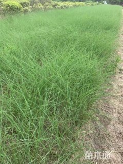 高度100厘米细叶芒