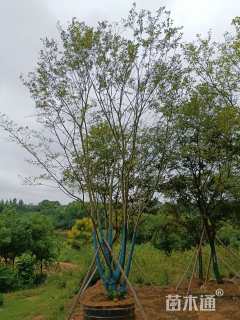 70公分丛生朴树