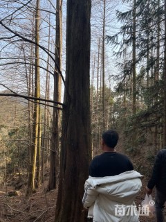 30公分杉树