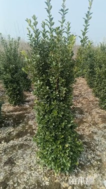 高度120厘米大叶黄杨柱