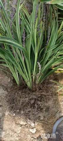 高度25厘米金边阔叶麦冬