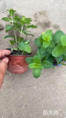 高度10厘米薄荷