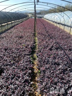 高度30厘米红花继木