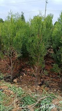 高度30厘米侧柏