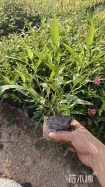 高度30厘米郎德木